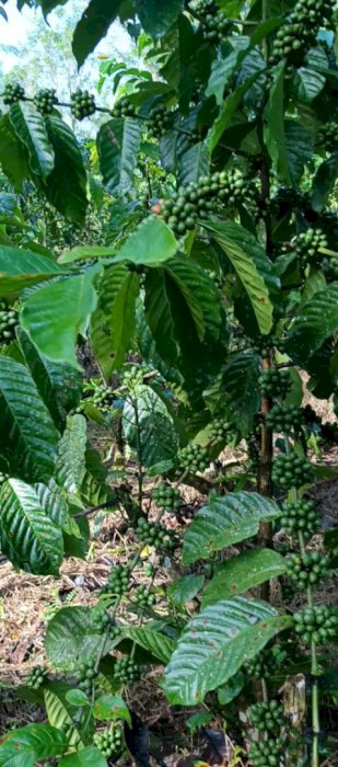 Kita cari investor mau investasi ke kebun kopi berbagai hasil 30 /