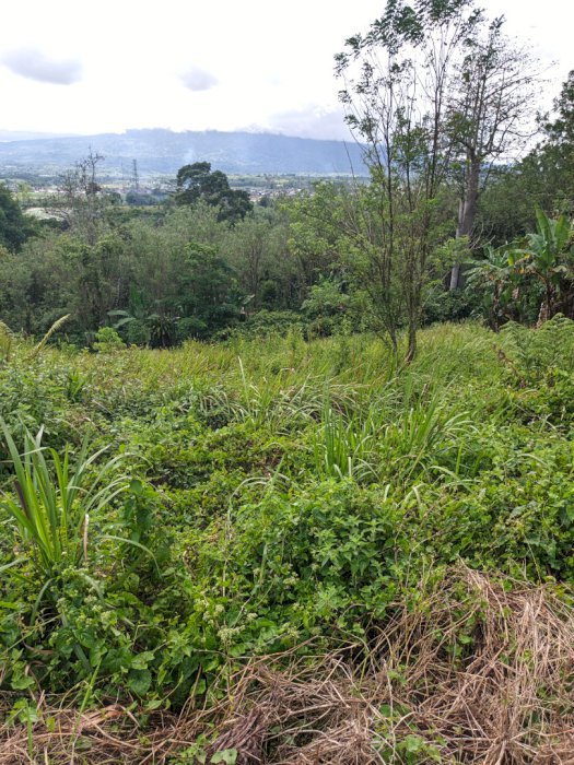 Di jual tanah Luas sehektar