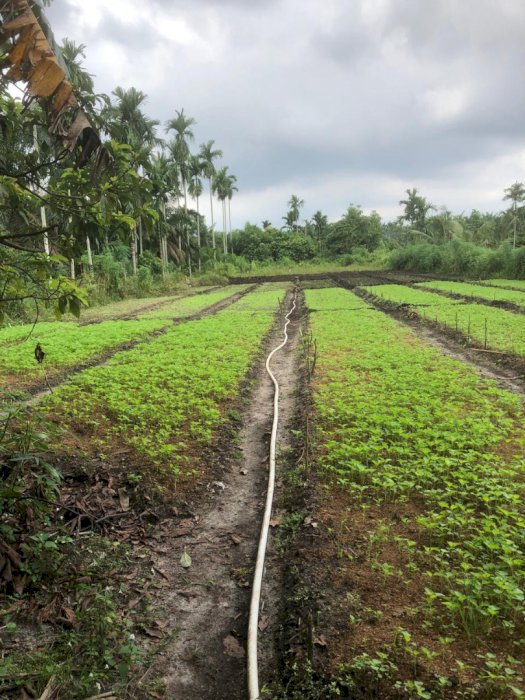 Dijual Tanah Tangkit Jambi 9900m² (45x220). Subur, ada kebun sayur