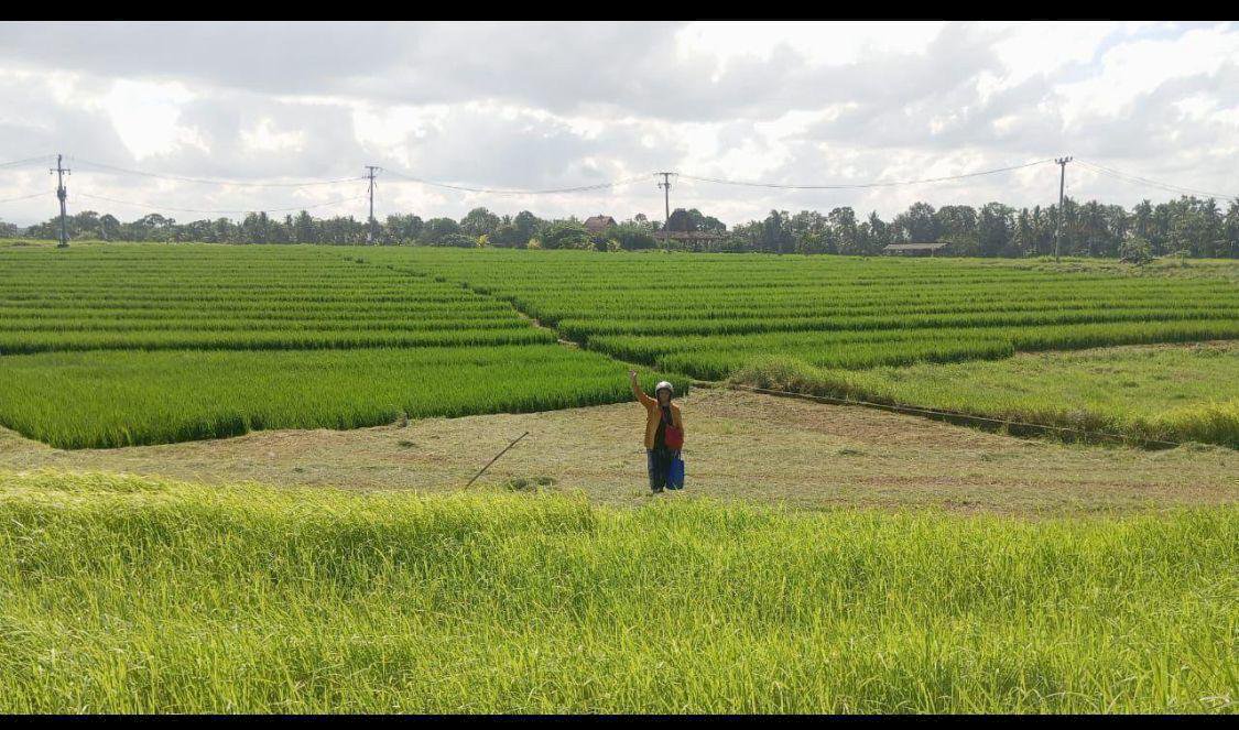 Dijual Tanah Beraban Selemadeg Tabanan Bali