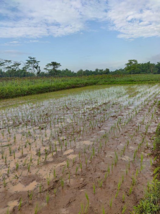 Di jual sawah produktif lokasi strategis diProbolinggo