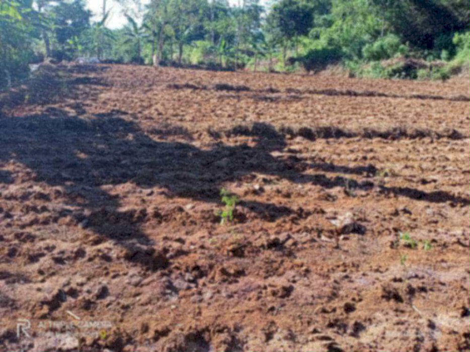 Jual Tanah kebon 4500m