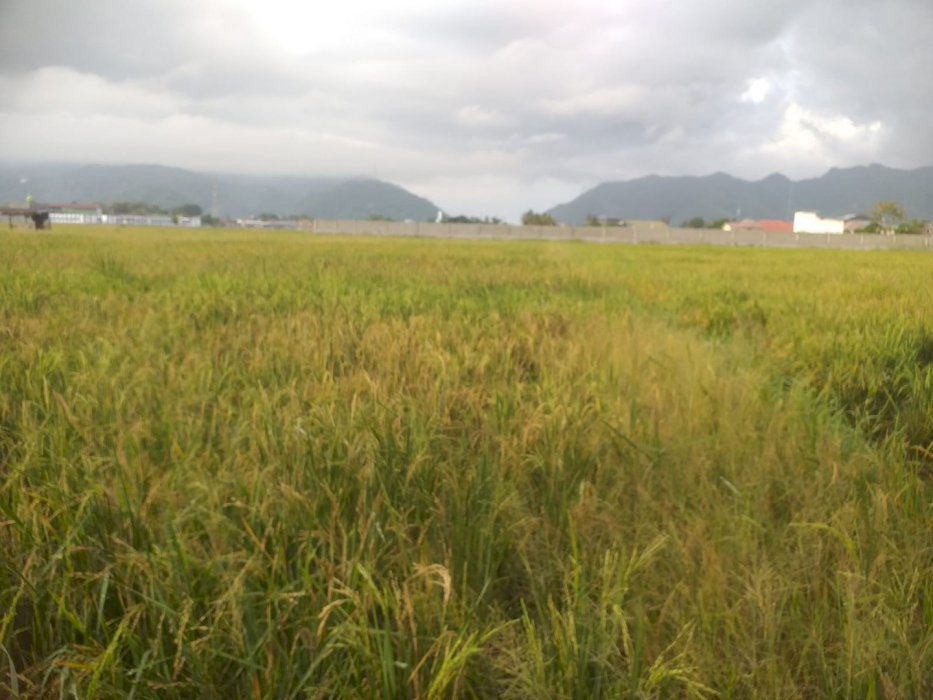 Di jual tanah sawah produktif di kel Moodu kota Gorontalo