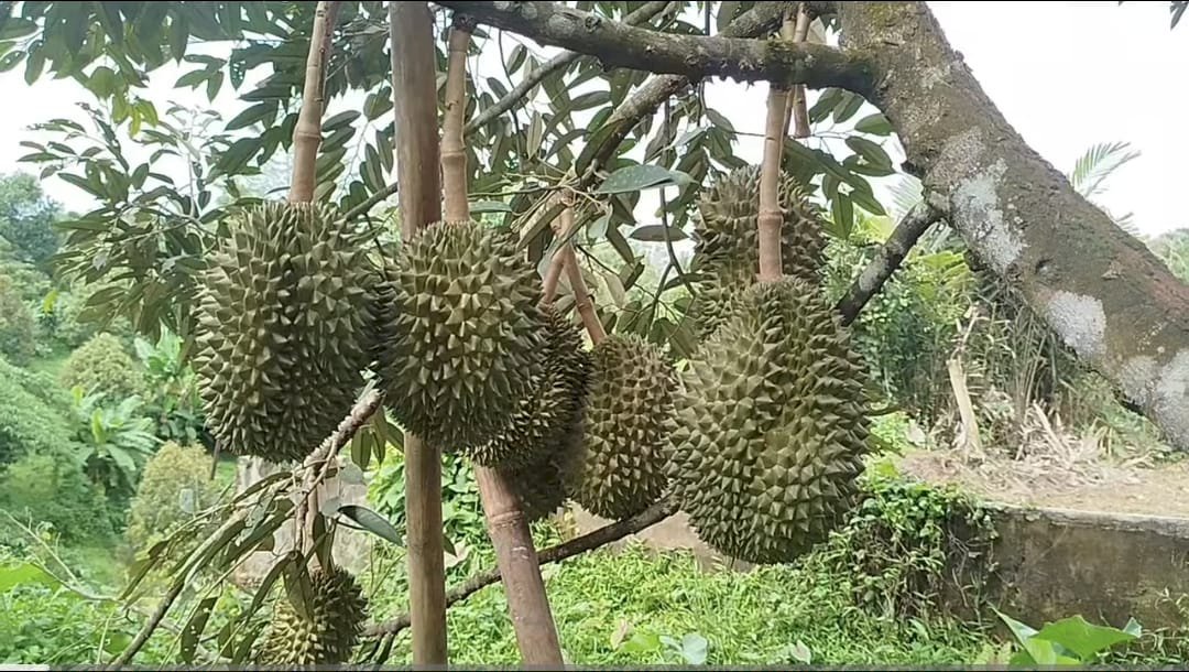 DI JUAL CEPAT KEBUN DUREN BAWOR USIA 7TH BOGOR SUDAH BIASA PANEN