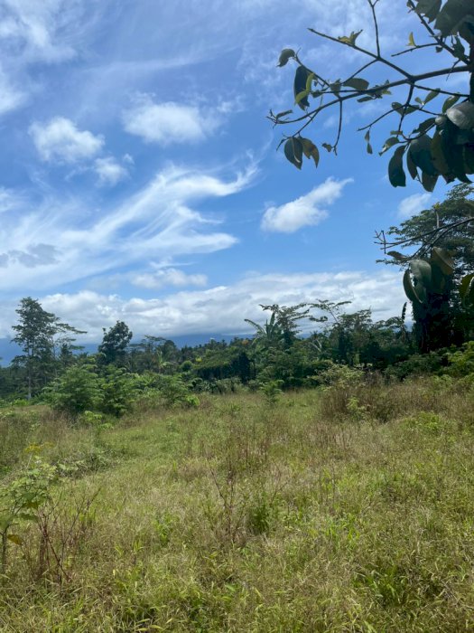 Di jual tanah premium lokasi strategis di Luwus Bedugul Bali