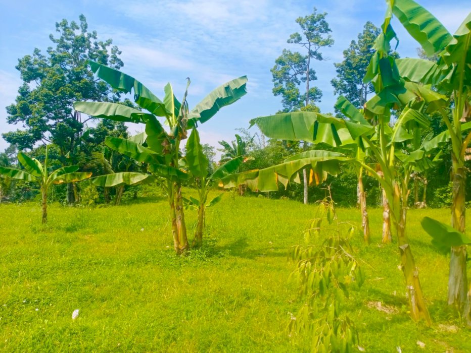 Di jual murah tanah produktif di Dusun Tebao Narmada Lombok