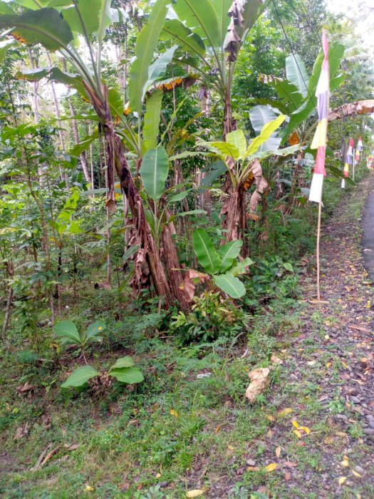 Tanah di Kulon Progo Yogyakarta Luas 768