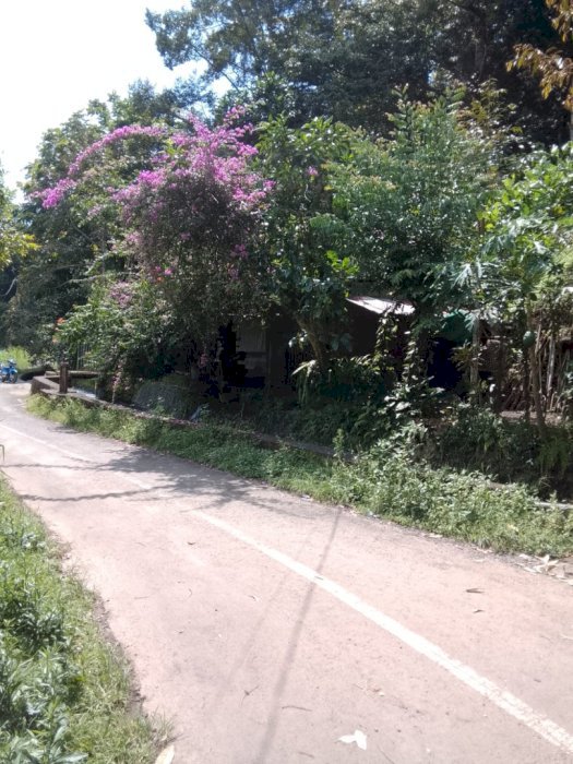Di jual murah tanah perkebunan desa Bebetin Sawan Buleleng Bali