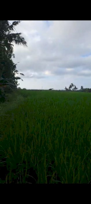 DIJUAL LAHAN SAWAH PRODUKTIF SHM BANYUWANGI