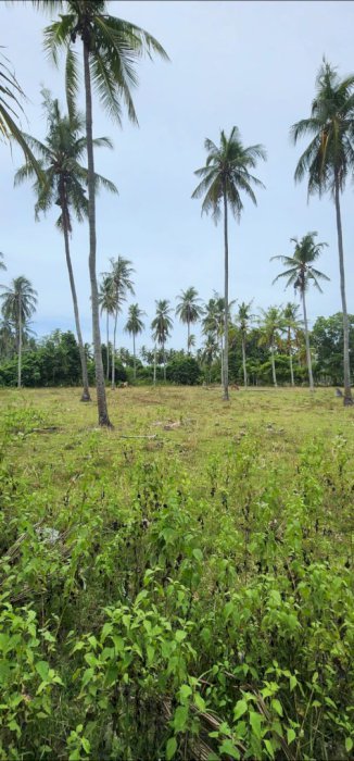 DIJUAL CEPAT TANAH MURAH DI GAMPONG BLANG, LAMBARO, ACEH BESAR!