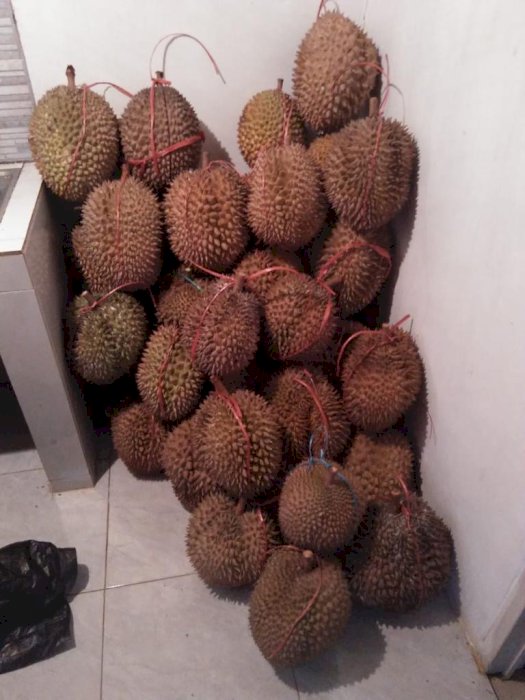 Dijual Tanah Kebun sudah ada Pohon Durian