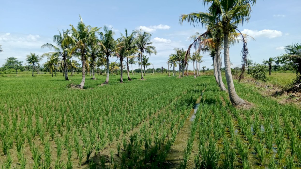 CEPAT TANAH LUAS DAN STRATEGIS DI SEI TUAN-PANTAI LABU-DELI SERDANG