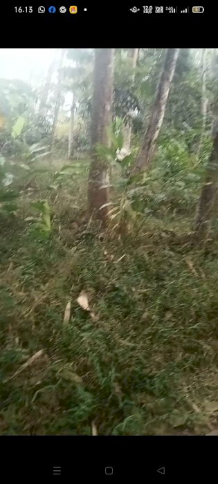 DI JUAL TANAH LEYANGAN DEKAT DENGAN FASILITAS UMUM