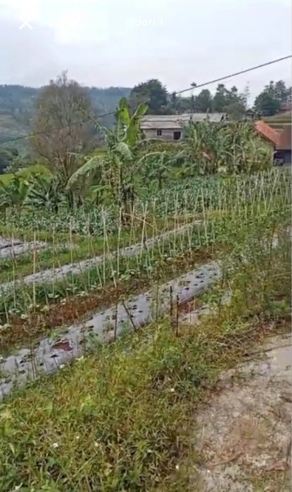 Di jual tanah murah lokasi strategis di Rancakalong Sumedang