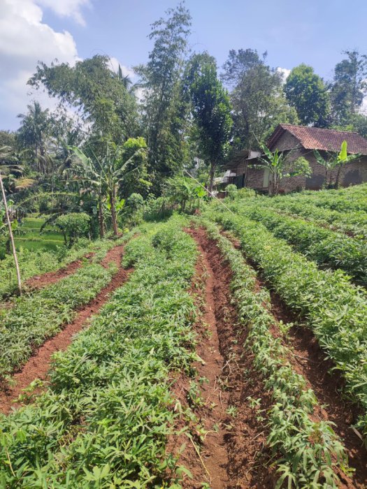 Tanah Perkebunan Di Nagreg