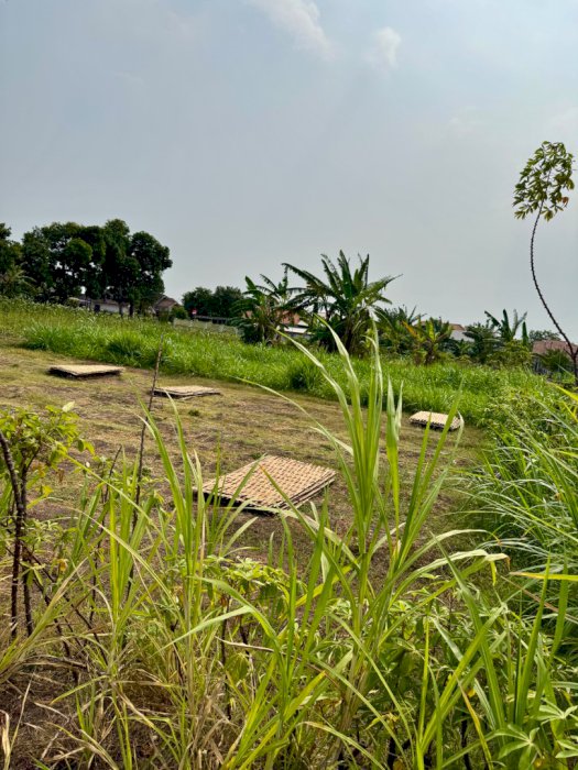 Dijual 4 Tanah Kavling Jadi 1 Sertifikat Tanjung Paiton Probolinggo